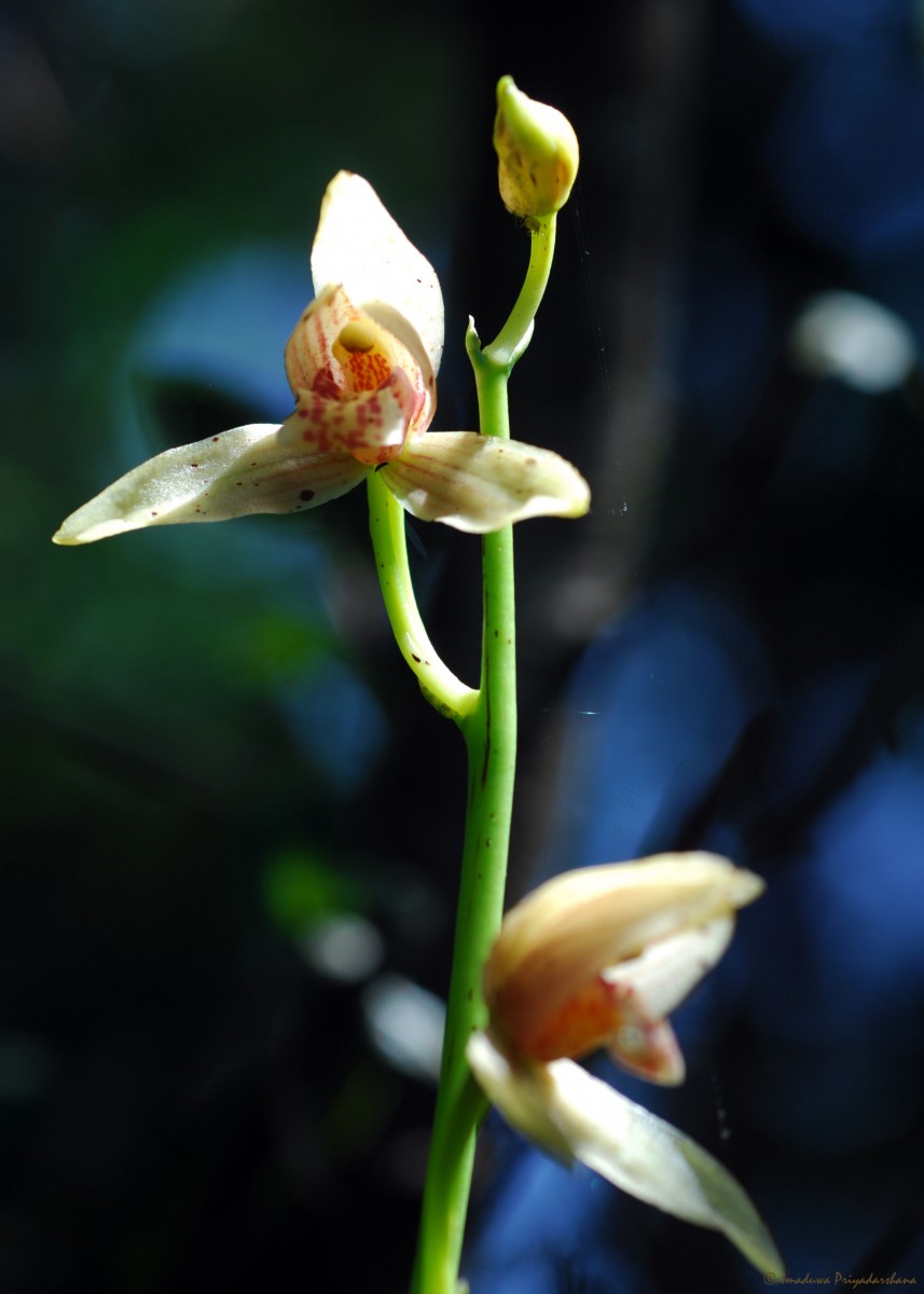 Cymbidium haematodes Lindl.